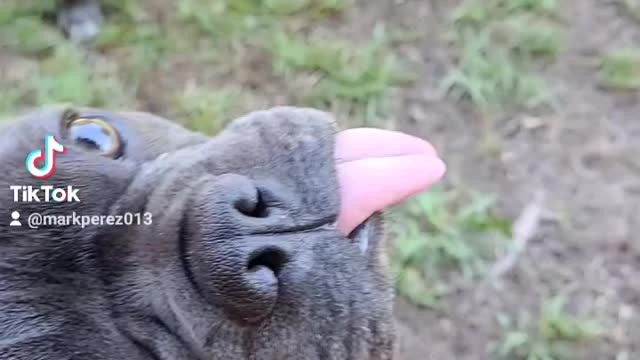 Funny Frenchie