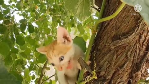 Beautiful cat funny Baby cute cat and funny cat