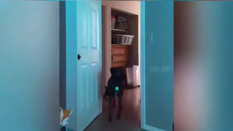 cute animals and funny video compilation