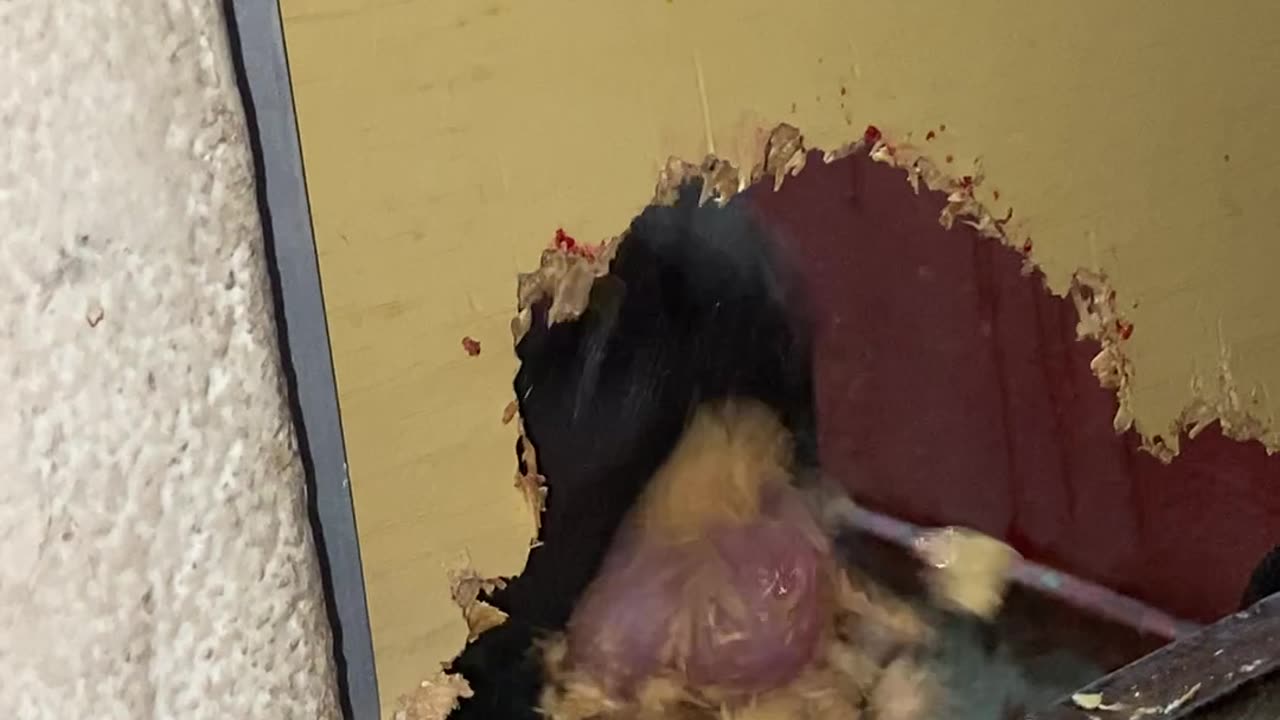 Frightened Pupper Chews Through Wall During Fireworks Show