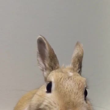 Conejito mastica adorablemente una manzana