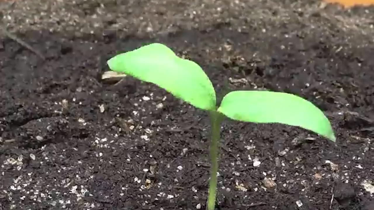 87 Days in 37 Seconds - Baby Eggplant Time-lapse