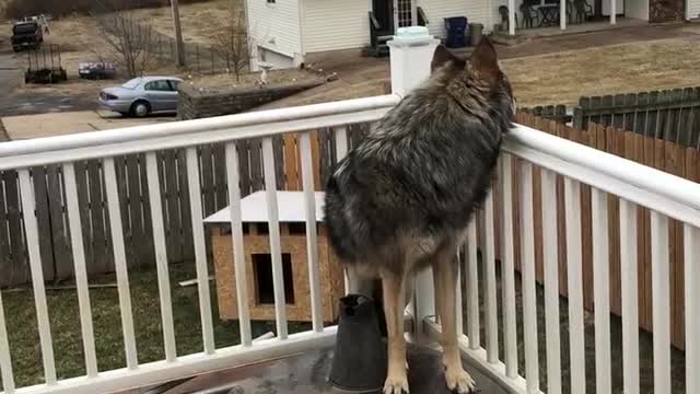 My Wolf(dog) Howling #2