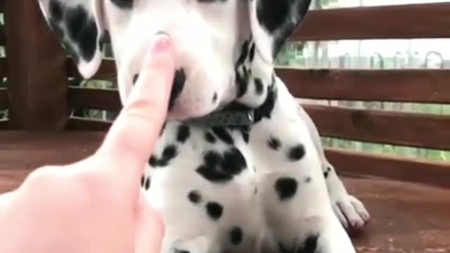 Poke the Dalmatians' nose~