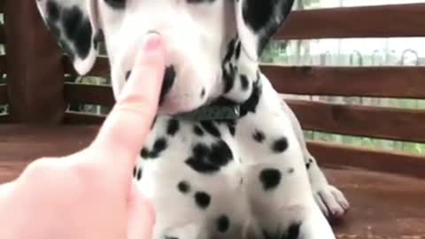 Poke the Dalmatians' nose~