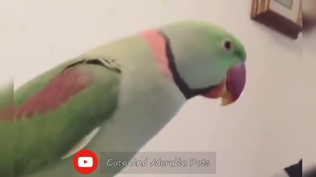 Smart And Funny Parrots Talking Video | Cute And Adorable Pets