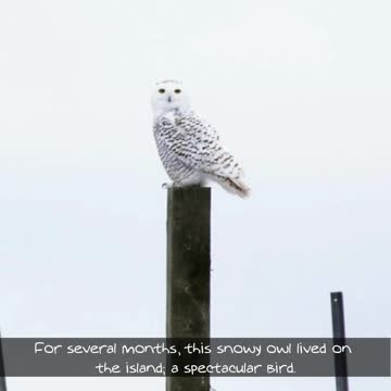 Migratory Birds Of Sable Island