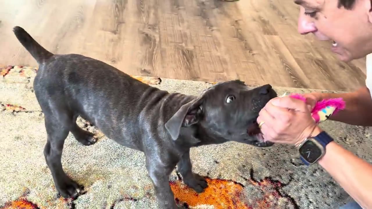 STOP PUPPY BITING IN SECONDS