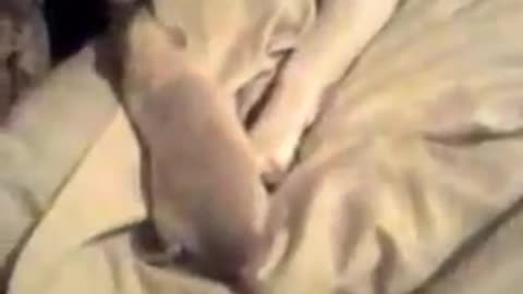 Funny beagle puppy playing with plato the rat