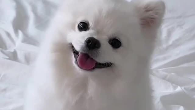 Happy Cute Puppy