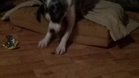 Dog trying to step on bug on the ground