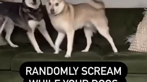 HILARIOUS MINI HUSKIES Stop Playing When Dad Screams