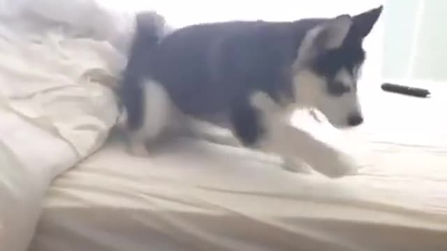 Husky scared from jumping pees on bed - Hilarious