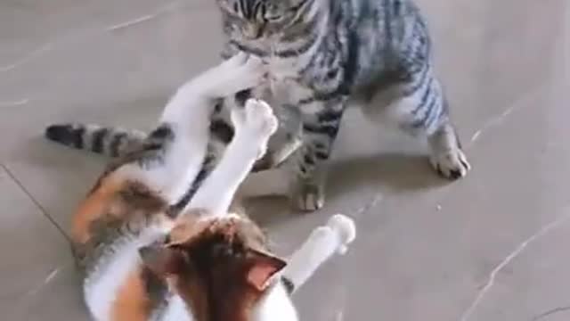 funny cat videos | funny cats fighting