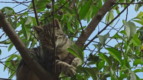 A Cat in a Branch of a Tree