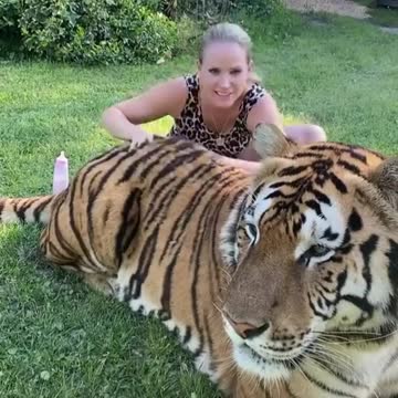 the biggest tiger you have ever seen