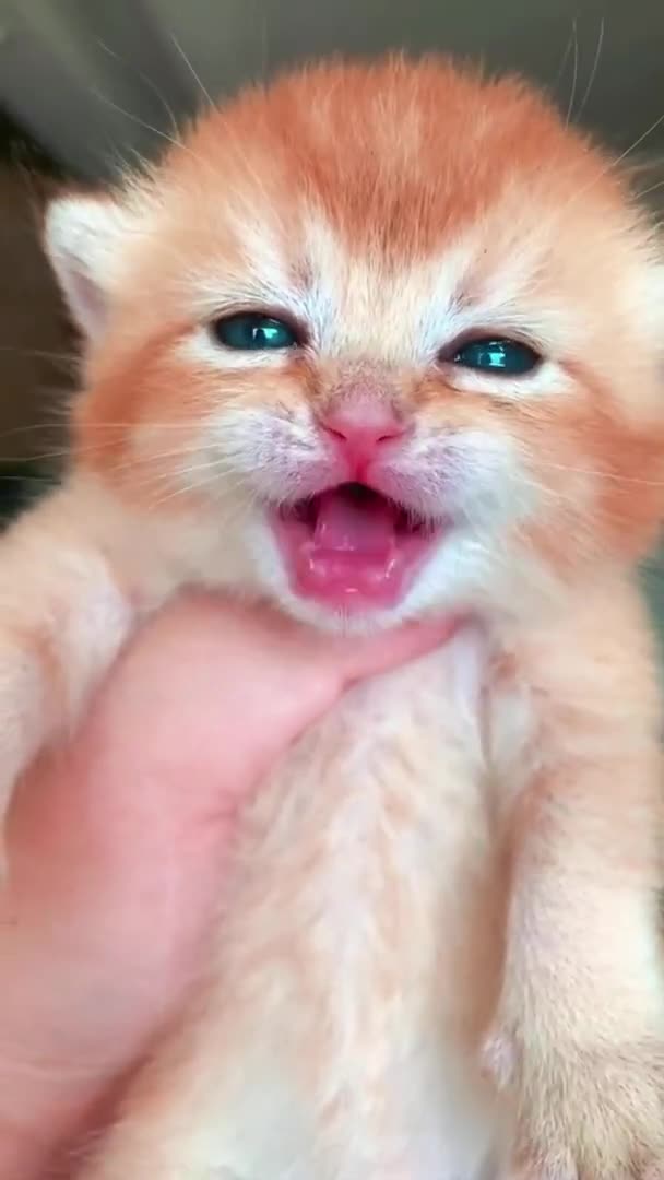 Precious Kittens Little Meows #shorts