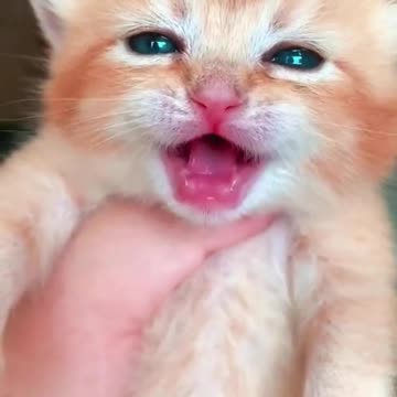 Precious Kitten's Little Meows #shorts