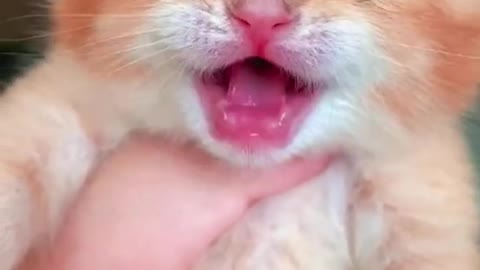Precious Kitten's Little Meows #shorts 