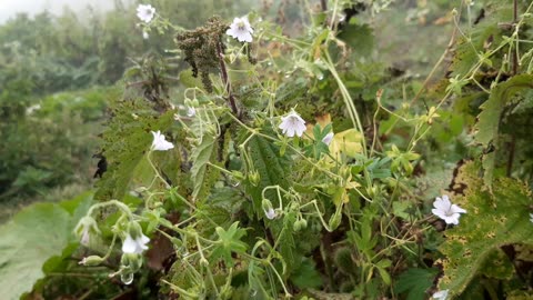 VIEWS FROM THE PLATEAU-76