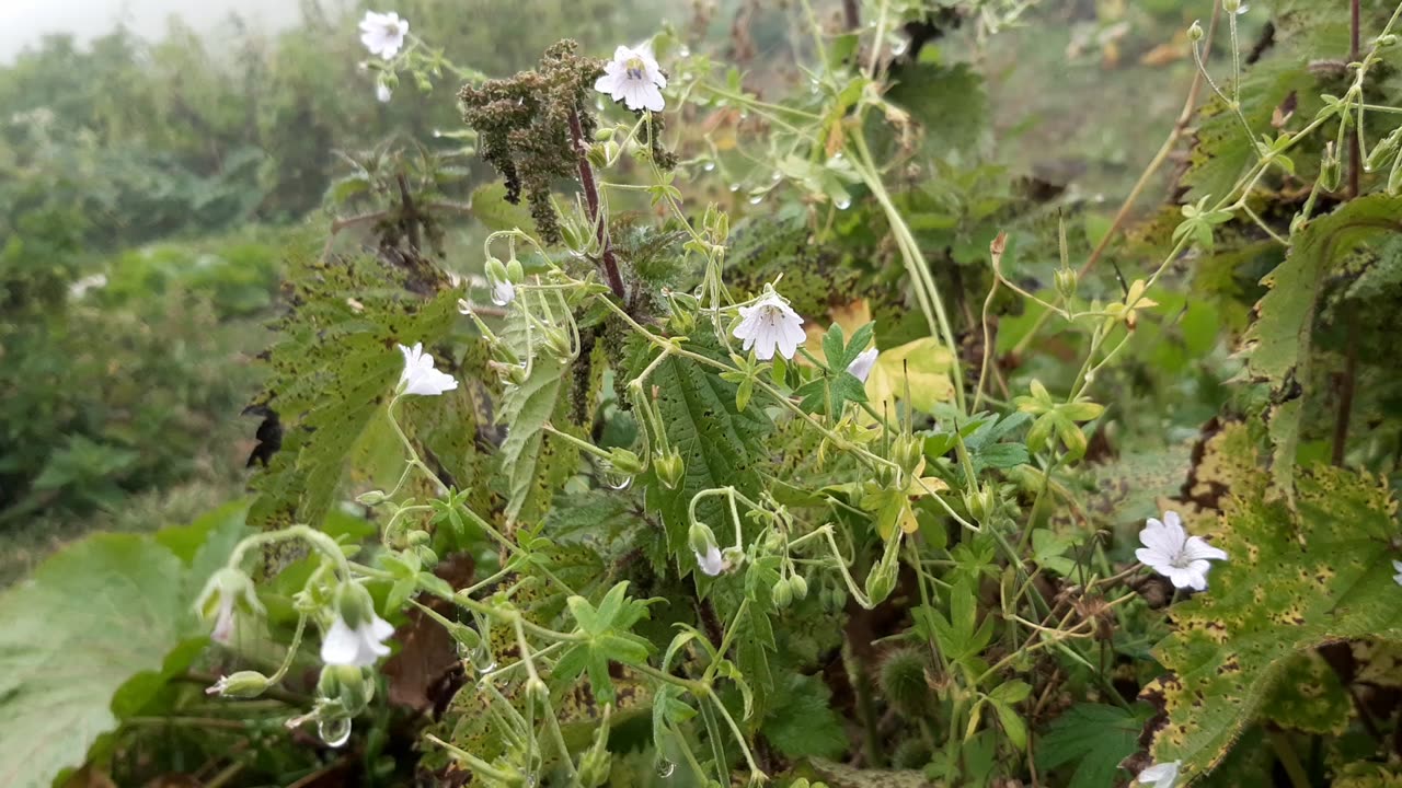 VIEWS FROM THE PLATEAU-76