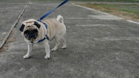 Slow motion of girl walking with her dog