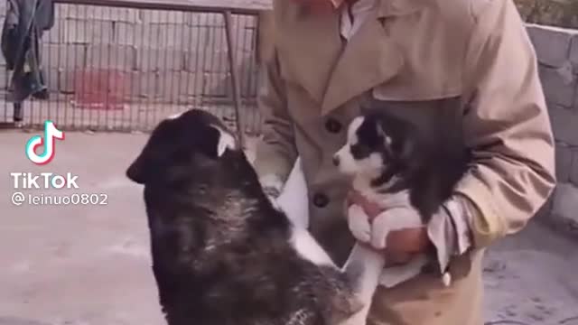 The Husky Beg His Master Not To Give His Baby Away!