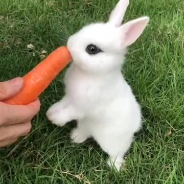 Coelho filhote comendo uma cenoura