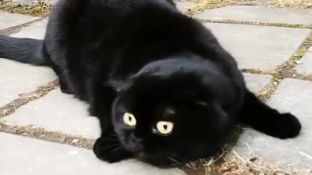 The neighbor's black cat