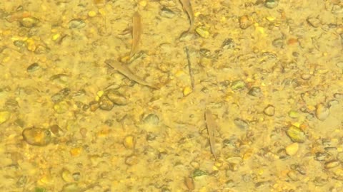 Some fish in the river / beautiful animals in the fresh water.