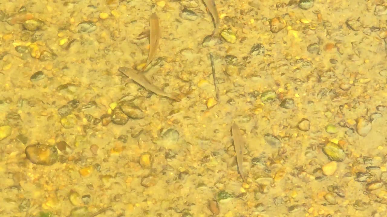 Some fish in the river / beautiful animals in the fresh water.