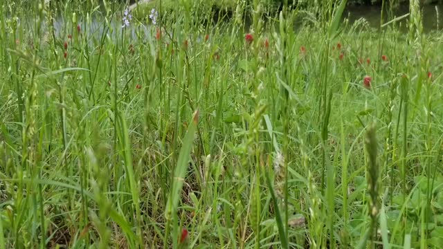 Just a Green Patch of Wildflowers