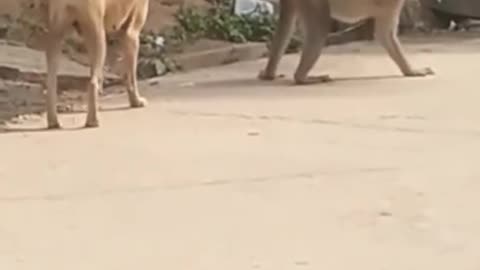 Super Funny Animal Video that Will Make You Laugh Out Loud | Keep Laughing 😆