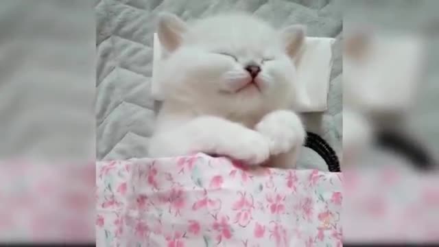 Funny Cat Videos 🤣🤣🤣🤣