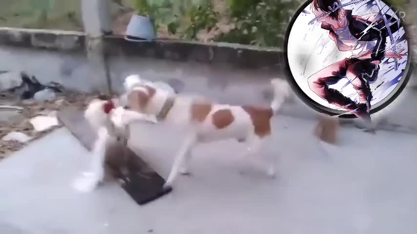 Dog fight rooster and cat fight chicken..