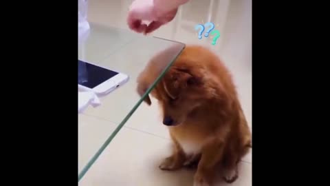 Funny Puppy