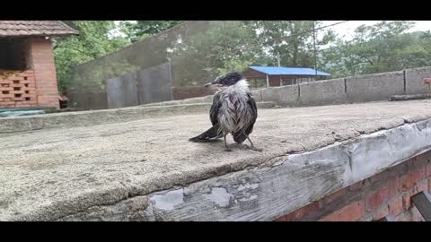 bird playing in water