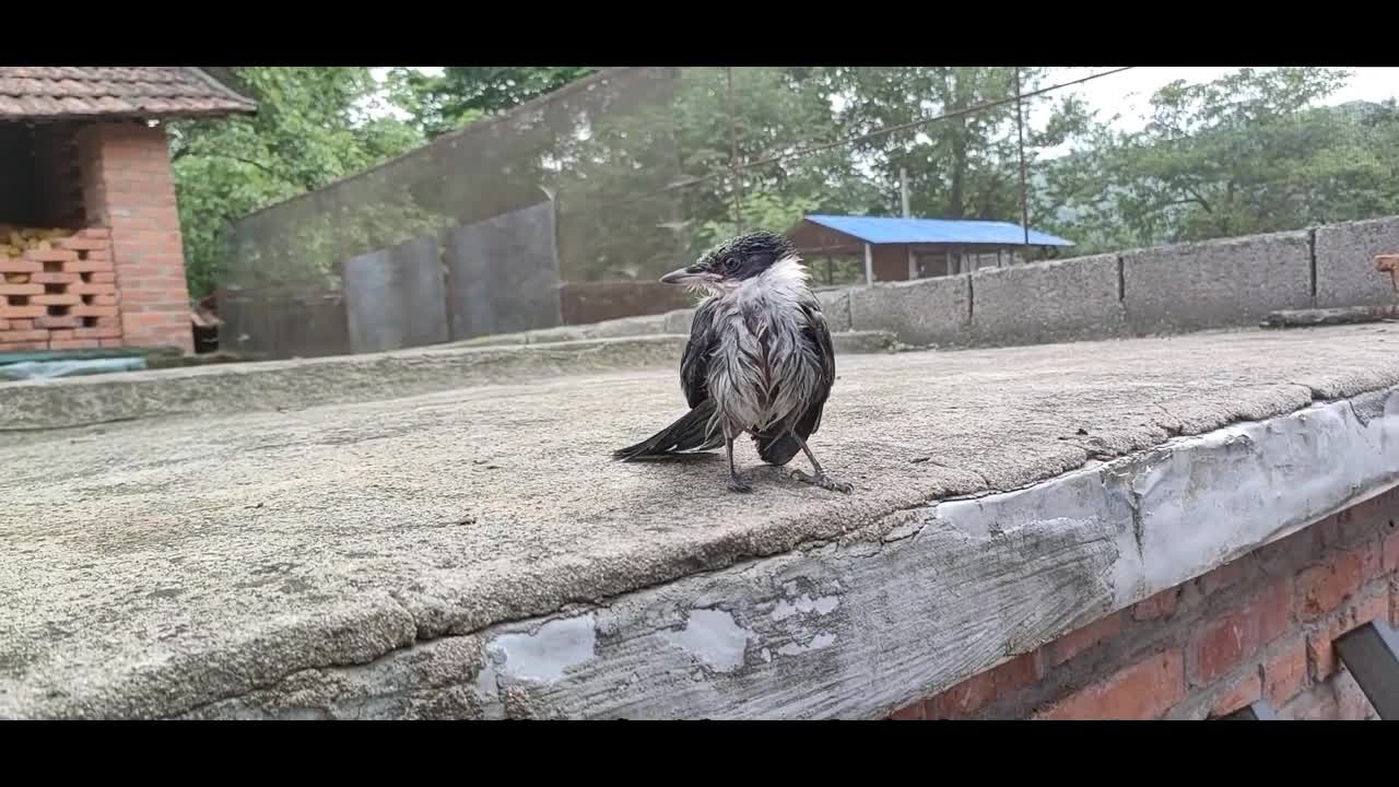 bird playing in water