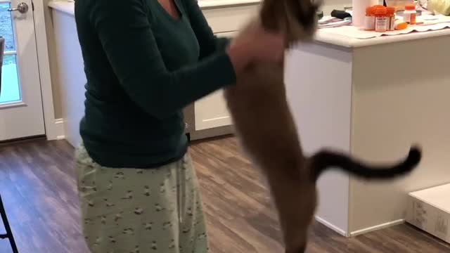 Unique Cat Stretches Before Getting Picked Up