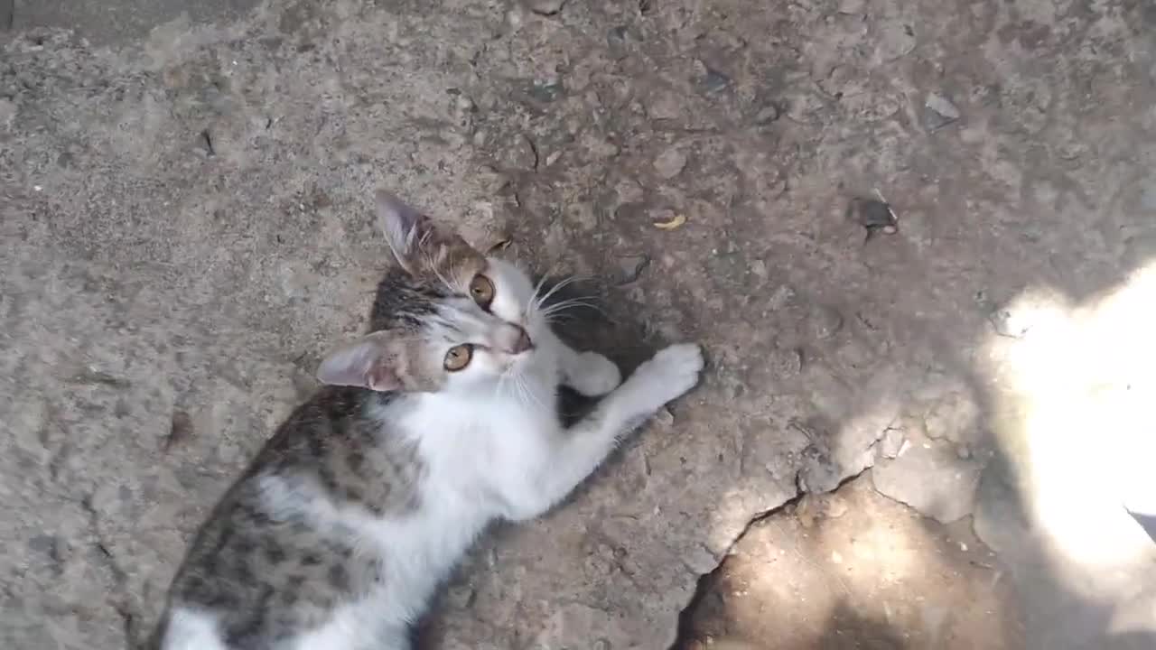 Hungry Cat Lying Down Under Table Waiting For Stranger To Feed | Viral Cat