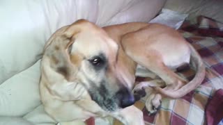 Sweet Great Dane likes getting her teeth brushed!