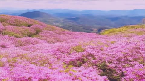 Korean rosebay Mountain