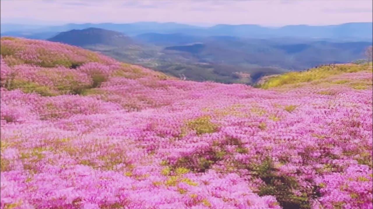 Korean rosebay Mountain