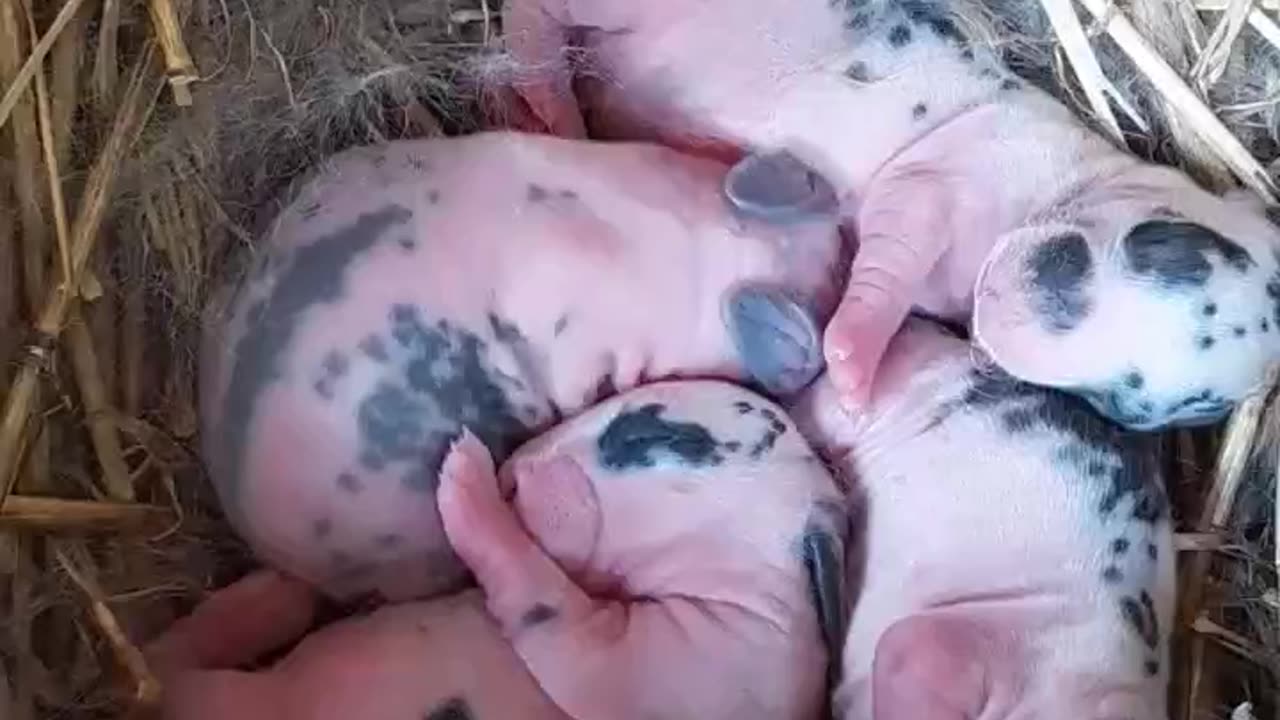 Day Old Baby Bunnies