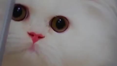 Cute cat 🐈🐱 #cat #cutecat #dog #animals #rumble #trending