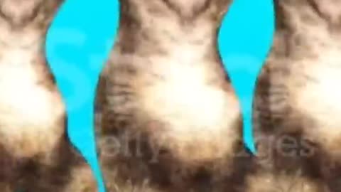 Massive Newfoundland Thinks He's A Tiny Lap Dog. dog, #dog video, #video