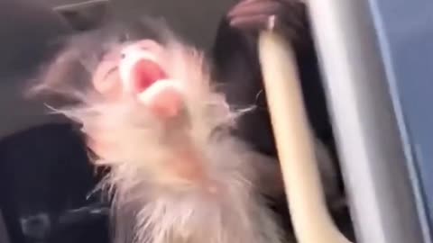 Karaoke Monkey singing Frank Sinatra: New York New York