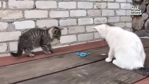 20 Minutes of Adorable Kittens - #cat #cute #kitten #pets #meow #videos #shorts #dog