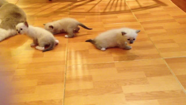 A mother cat with her little daughters