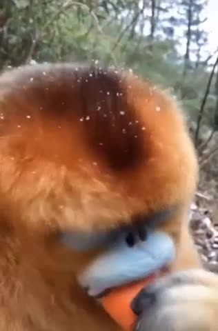 monkey HAPOY DAY 2022